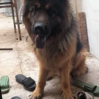 ژرمن بالغ شولاین بلک و دورنگ اصل|سگ|ورامین, ورامین|دیوار