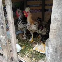 خروس پا پر جوان|حیوانات مزرعه|رشت, آب و برق|دیوار