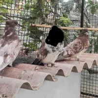 کبوتر نر سوسک پشت پروک|پرنده|آق قلا, |دیوار