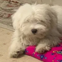 سگ پاکوتاه شیتزو