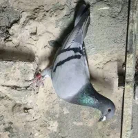 سبز مسافتی ماده