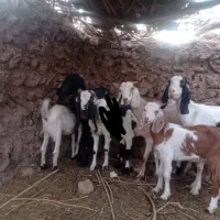 بامتور معامله میکنه 200|حیوانات مزرعه|گلباف, |دیوار