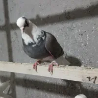 چند تا کبوتر خوب|پرنده|باغ حلی, |دیوار