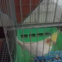 عروس هلندی با قفس|پرنده|خرمدره, |دیوار