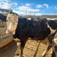 گوساله ماده|حیوانات مزرعه|قیدار, |دیوار