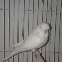 مرغ عشق انگلیسی