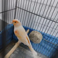 قناری|پرنده|سنندج, |دیوار