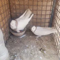 کفتر طوقی و تیق سفید