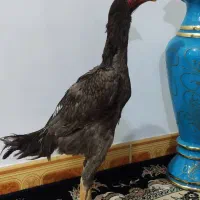 خروس اوشامو|حیوانات مزرعه|گرمی, |دیوار