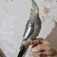 طوطی عروس هلندی تازه دونخور مناسب اهلی وسخنگو کردن|پرنده|تبریز, |دیوار