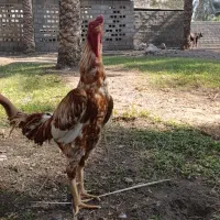 خروس لاری اصل