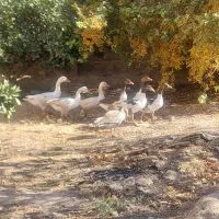 غاز تخم گذار|حیوانات مزرعه|ششده و قره بلاغ, |دیوار