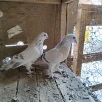 کبوتر ترکیه وارداتی بازی دار