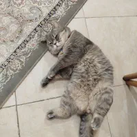 گربه نر بریتیش اماده جفت گیری|گربه|یزد, |دیوار