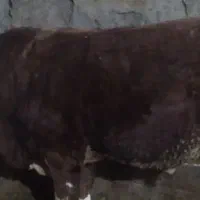 گاونر|حیوانات مزرعه|باروق, |دیوار