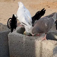 کفتر گره نر