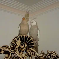 عروس هلندی
