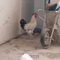خروس و مرغ محلی
