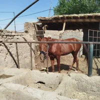 نریون 5سال یورقه