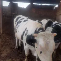 دوتا گوساله میخوام کشتار کنم گوشت تازه