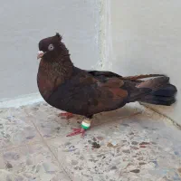 قهوه ایی ابادانی خوشکل نر معاوضه هم دارم|پرنده|شوش, |دیوار