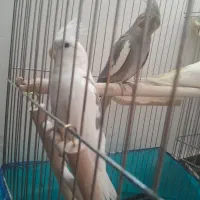 عروس هلندی نر وماده