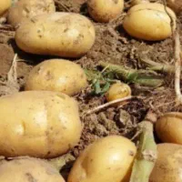 سیب زمینی و پیاز همدان