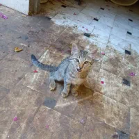 گربه|گربه|قم, دروازه ری|دیوار