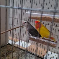 دوجفت طوطی برزیلی یا جوجه مولد|پرنده|آبادان, |دیوار