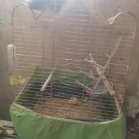 عروس هلندی ،مرغ عشق،قفس