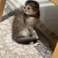 گربه اسکاتیش فولد|گربه|میاندوآب, |دیوار