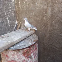ماده سیدی سبز|پرنده|شوشتر, |دیوار