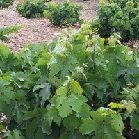 فروش ۱۰۰۰مترباغ زرقان