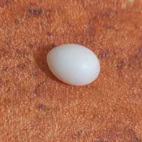 تخم‌طوطی عروس‌هلندی