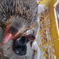 مرغ|حیوانات مزرعه|کنارک, |دیوار