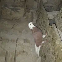 قرمزی شازده نر