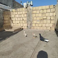 کفتر زل دم سفید طوقی هفت‌رنگ خطی|پرنده|محمدیه-قزوین, |دیوار