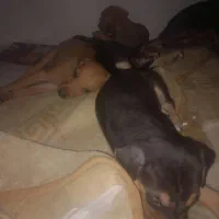 توله دبرمن