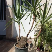 گل بنسای