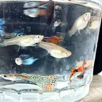 ماهی محبوب و زیبا آکواریوم|ماهی|گرگان, |دیوار