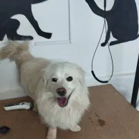 سگ تزئینی|سگ|کاشمر, |دیوار