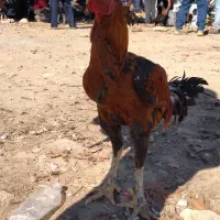 خروس لاری|حیوانات مزرعه|نگین شهر, |دیوار