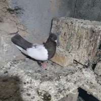 کبوتر