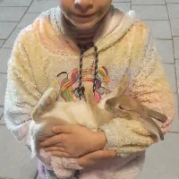 خرگوش خانگی|موش و خرگوش|تهران, شهرک صادقیه|دیوار