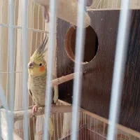 عروس هلندی ماده