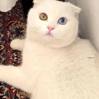 گربه نر اسکاتیش فولد اماده جفت گیری