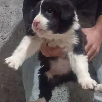 توله سگ قدرجونی|سگ|رفسنجان, |دیوار