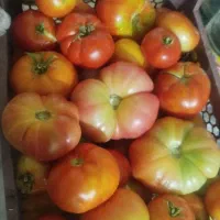 گوجه و کدو محلی