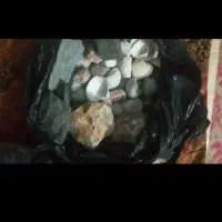 ماهی گوشتخوار|ماهی|مشهد, حضرت حجت|دیوار