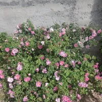 یک قطعه باغ